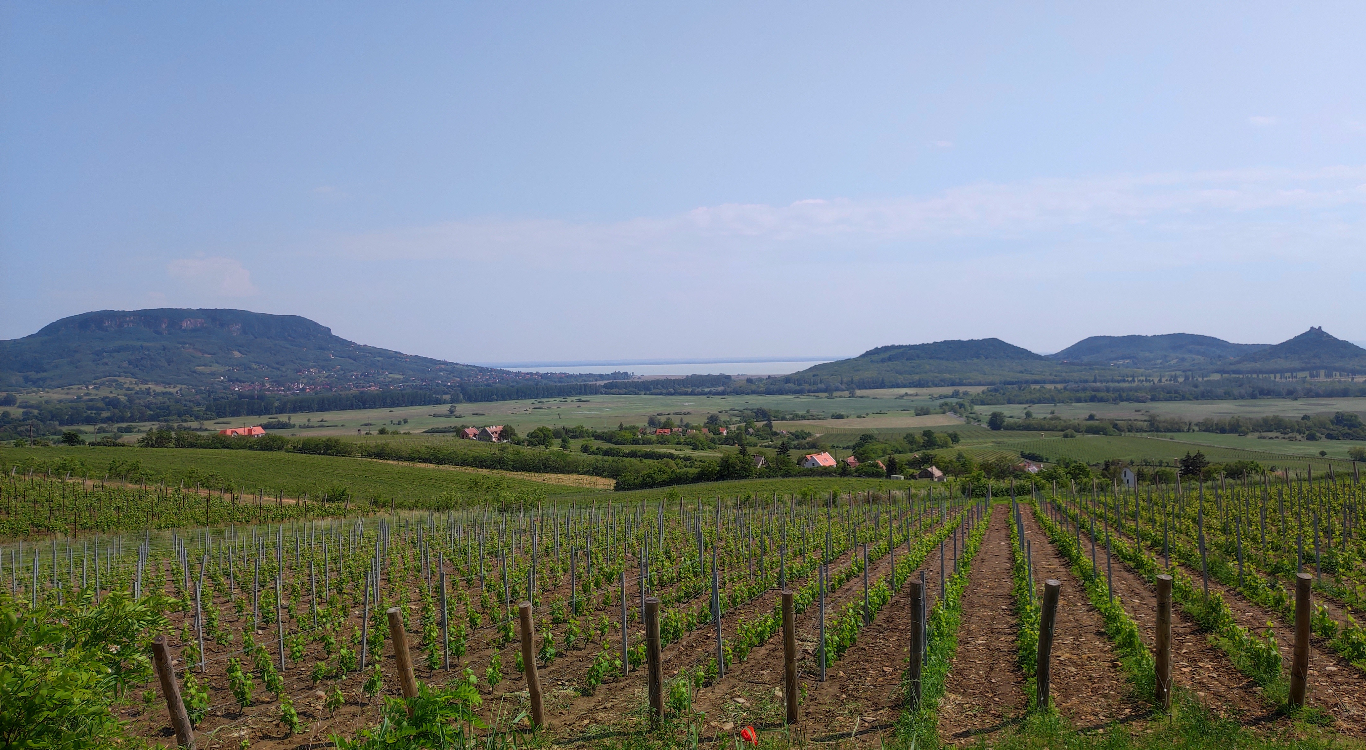 Badacsonyi tanúhegyek, szőlőültetvények és a Balaton látványa